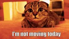 mkvking.co.|'I'm not moving!' .